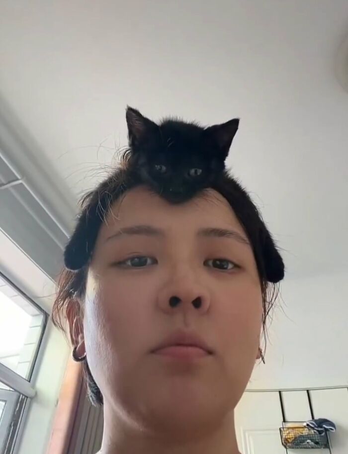 A black kitten perches on a person's head, demonstrating a funny animal encounter.