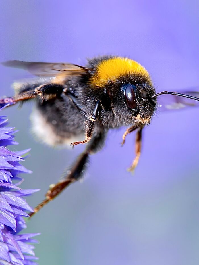Photographyliss Macro Photo