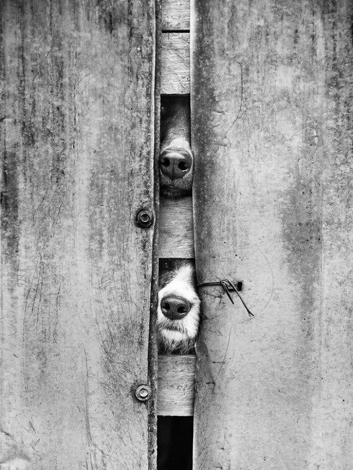 Artistic dog images: Black and white photo of two dogs' noses peeking through a narrow gap in a rustic wooden fence.