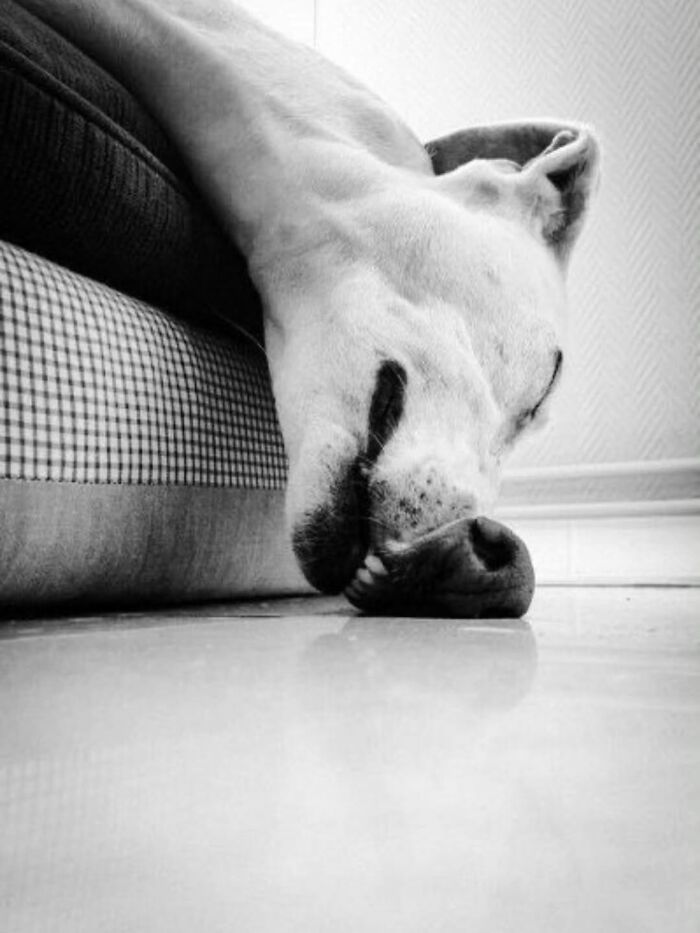 Artistic dog images: A black and white photo of a dog sleeping with its head hanging off a cushion onto a reflective floor.
