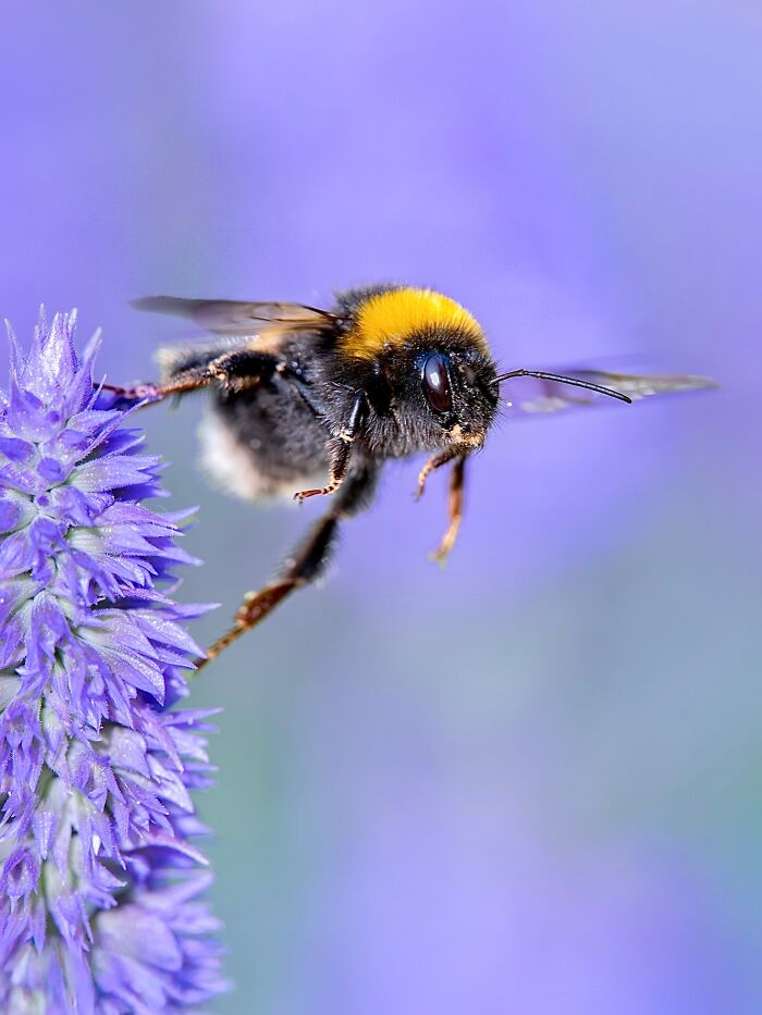Photographyliss Macro Photo