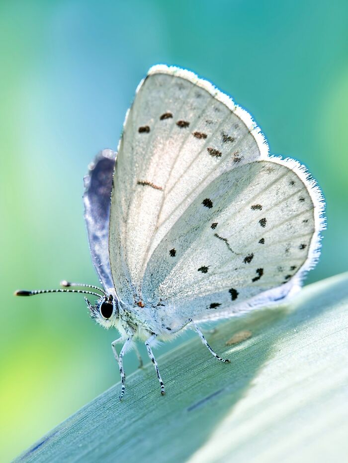 Photographyliss Macro Photo