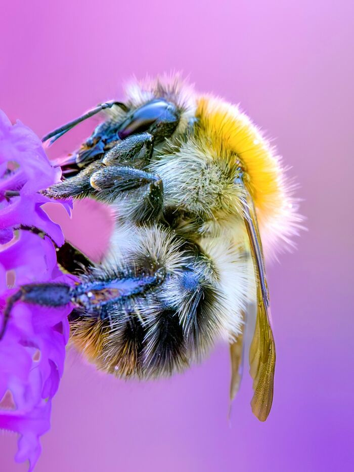 Photographyliss Macro Photo