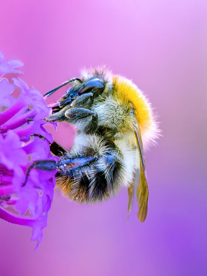 Photographyliss Macro Photo
