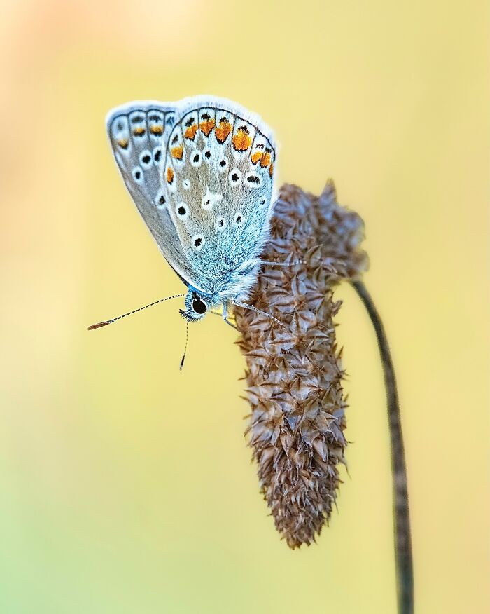 Photographyliss Macro Photo