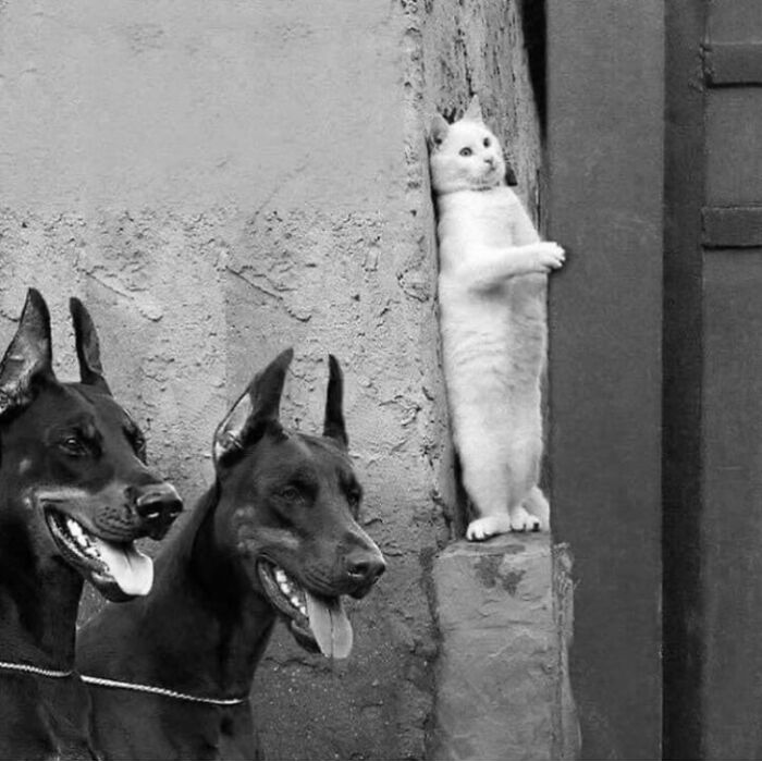 An artistic image shows two Doberman dogs looking forward while a white cat peeks from behind a wall.