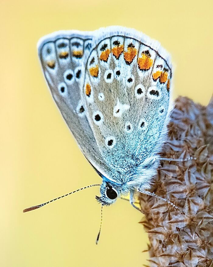 Photographyliss Macro Photo