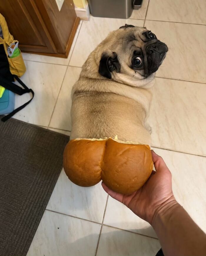 An absurd photo of a pug sitting on the floor, with two bread buns held to its rear to look like dog images.