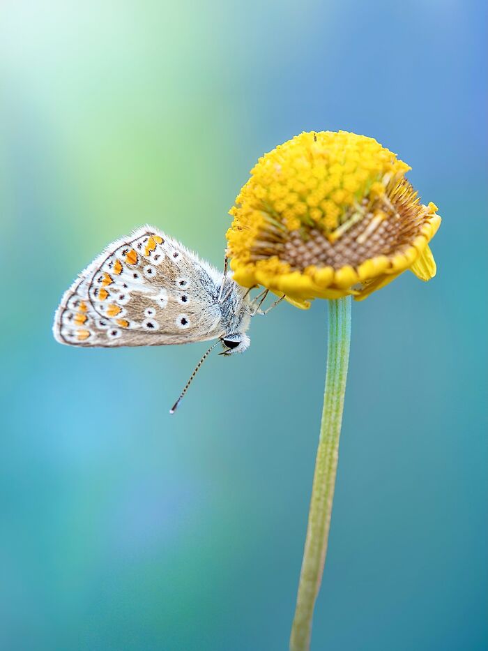 Photographyliss Macro Photo