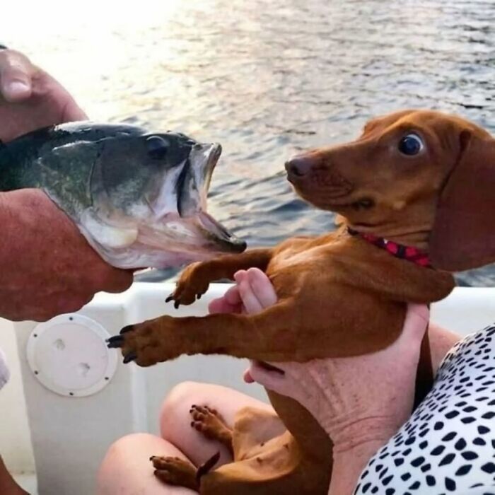 A humorous image of a small dog looking wide-eyed at a large fish held by a person.