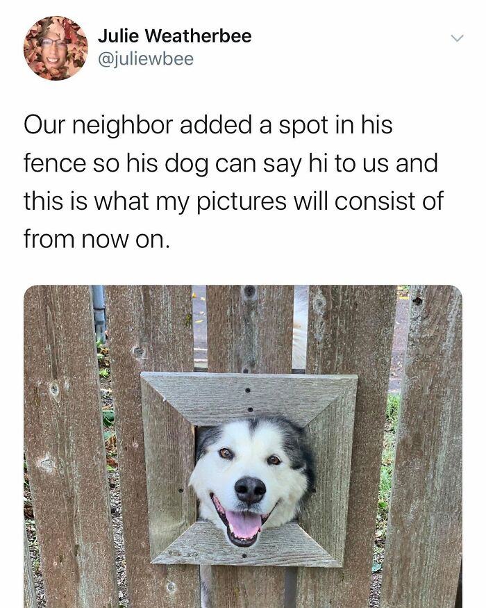 A funny dog meme of a happy husky peeking through a wooden fence opening, making it a funny dog meme.