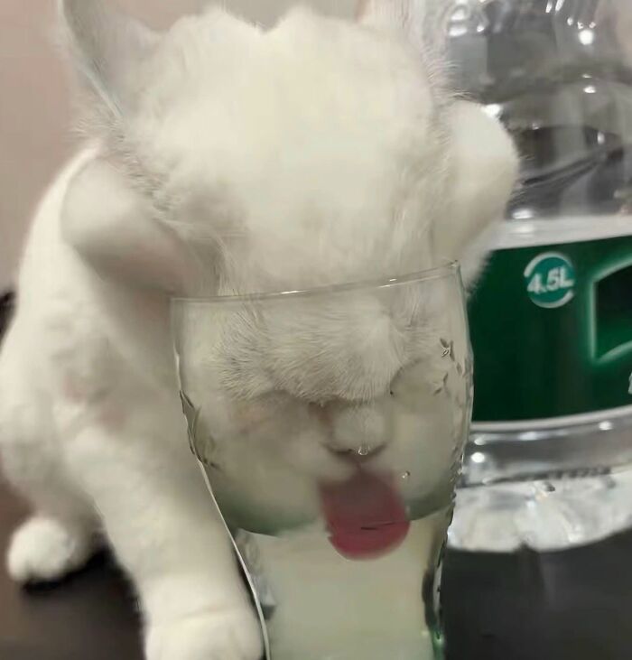 A white kitten with its head in a glass of water, showcasing a funny animal encounter.
