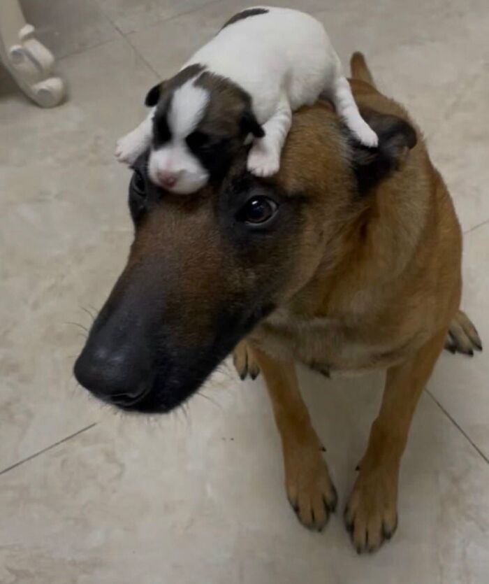 A tiny puppy sleeps on a larger dog's head, an example of funny animal encounters caught on camera.