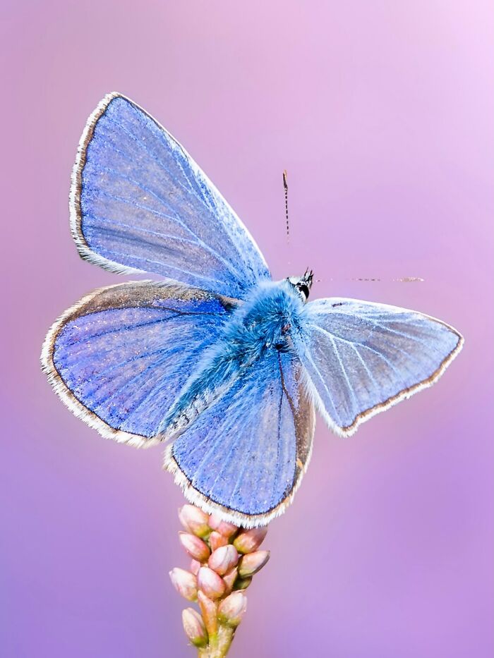 Photographyliss Macro Photo