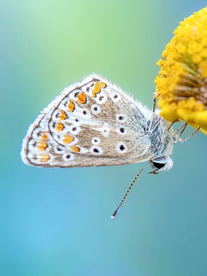 Photographyliss Macro Photo