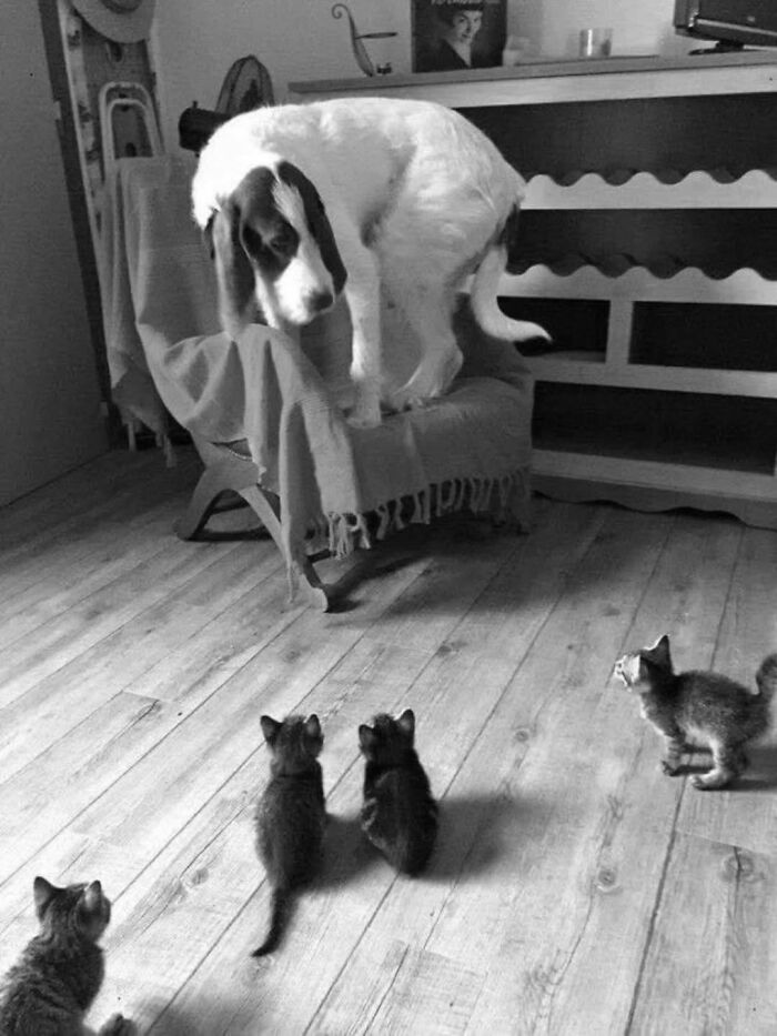 An absurd black and white image of a large dog standing on a chair, looking down at four small kittens.