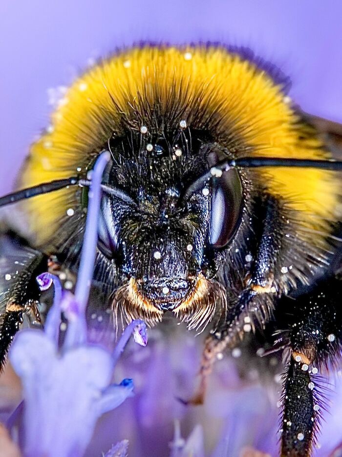 Photographyliss Macro Photo
