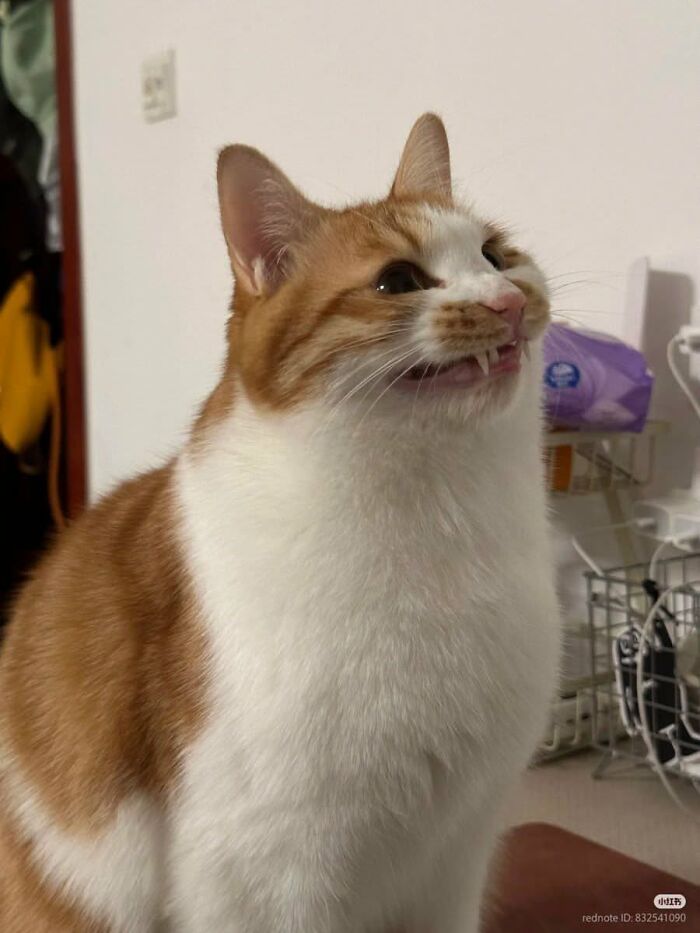 An orange and white cat in a funny animal encounter, making a funny face with its teeth showing slightly.