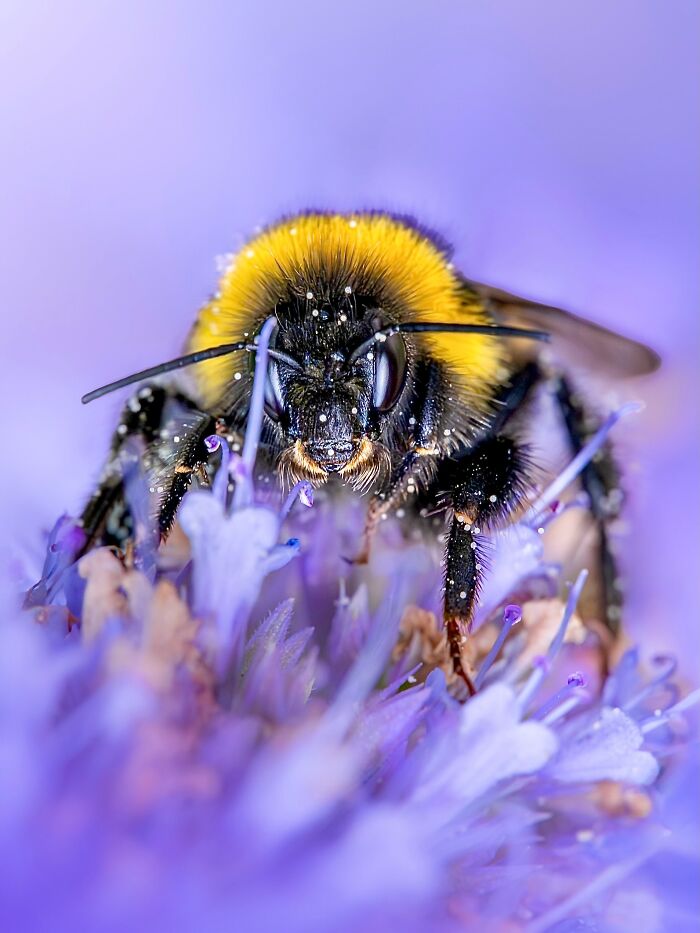 Photographyliss Macro Photo