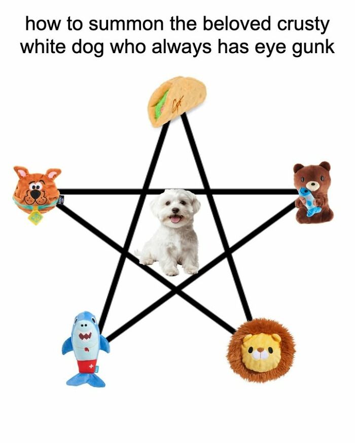 A meme with a small white dog in the center of a pentagram made of dog toys, used for summoning.
