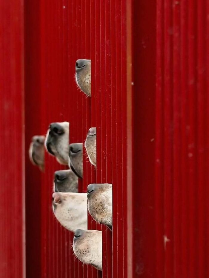 An artistic shot of several dog noses peeking through vertical red slats.