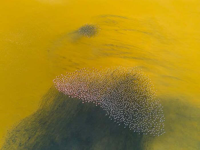 Murat Bakmaz captures the beauty of everyday life, an aerial view of flamingos on a yellow and dark lake.