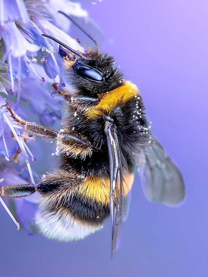 Photographyliss Macro Photo