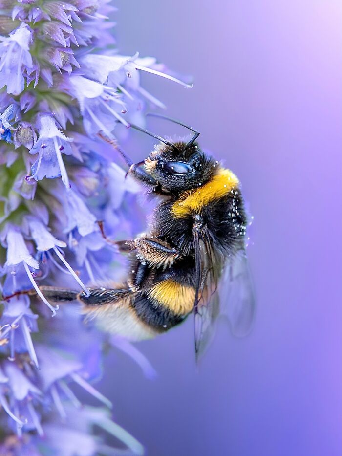 Photographyliss Macro Photo