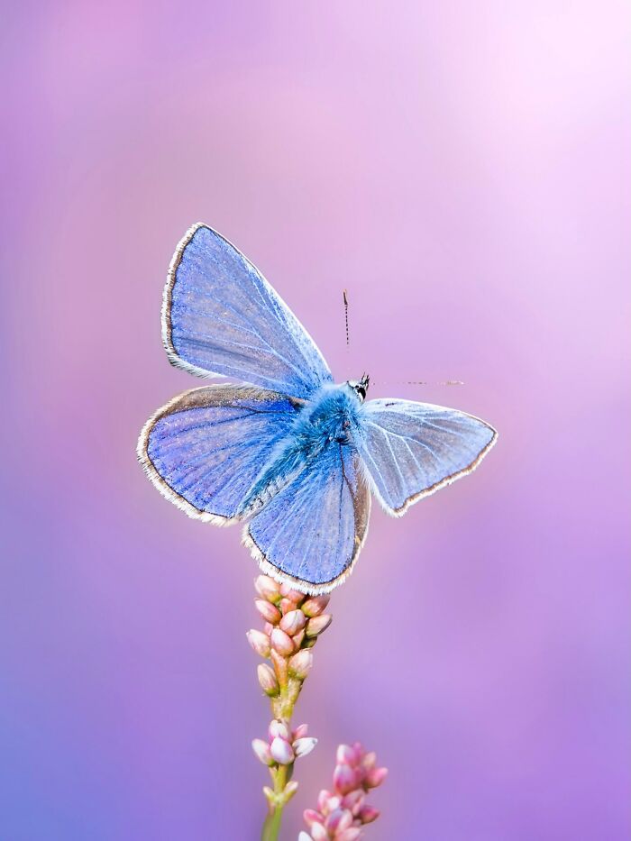 Photographyliss Macro Photo