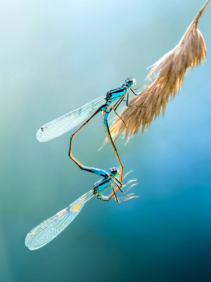 Photographyliss Macro Photo