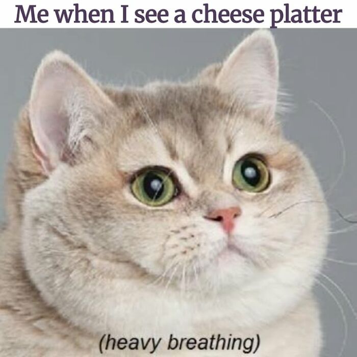 A close-up cat meme with a round face and big eyes, with text Me when I see a cheese platter and (heavy breathing).
