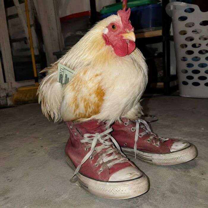 A photographer captures a funny moment of a chicken wearing red sneakers and a twenty dollar bill.