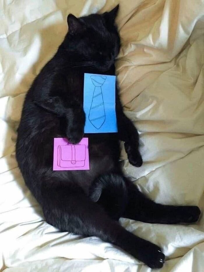 A black cat in a funny animal encounter, sleeping with paper cutouts of a tie and a handbag on its belly.