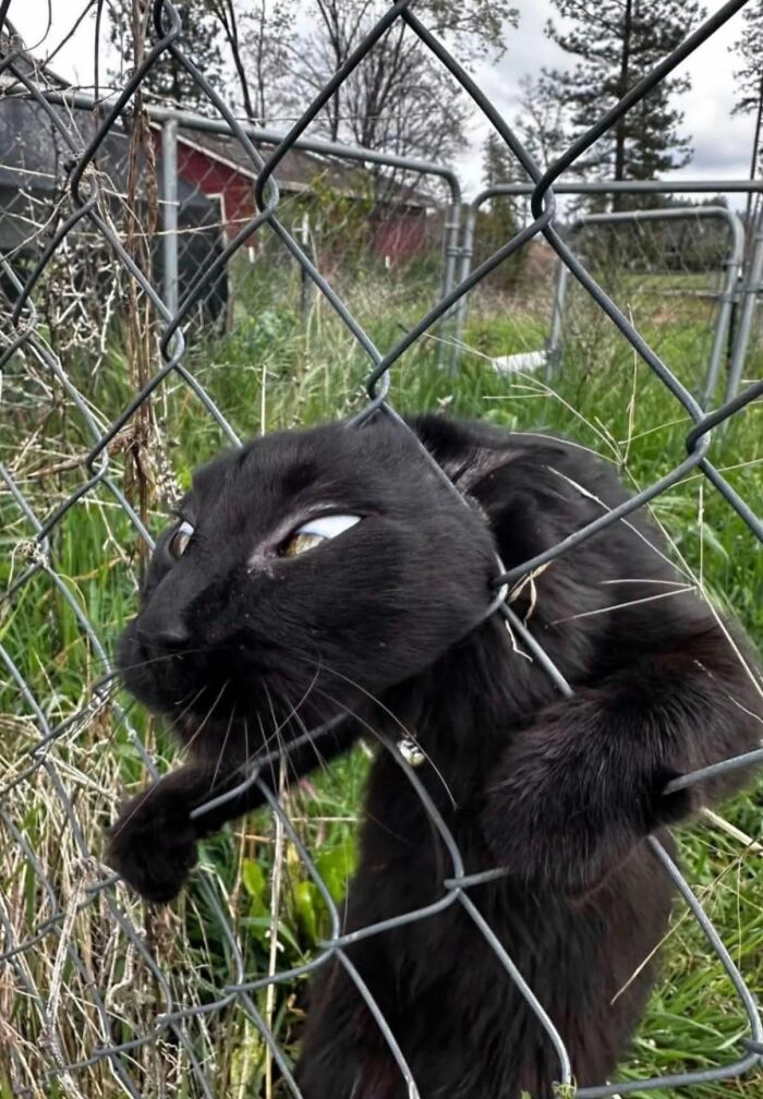 A black cat in a funny animal encounter, with its head comically stuck through a chain-link fence.
