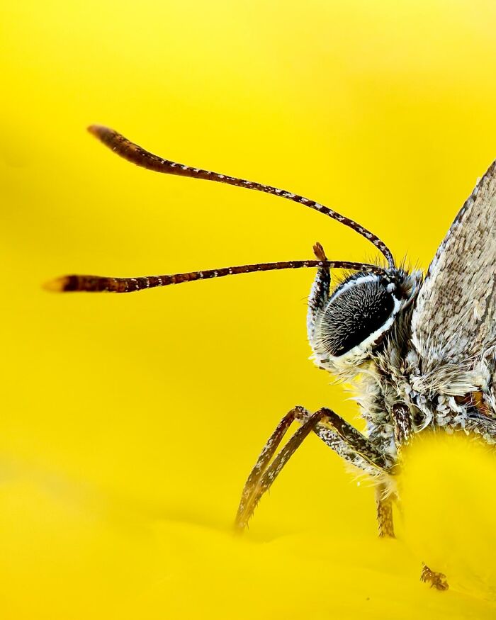 Photographyliss Macro Photo