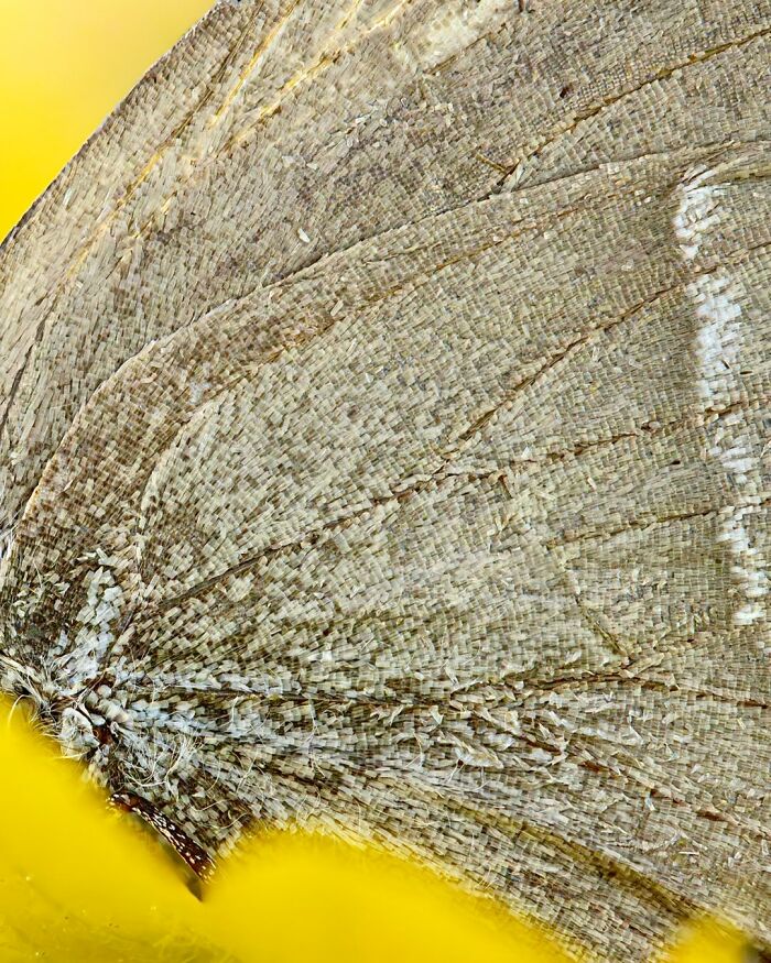 Photographyliss Macro Photo
