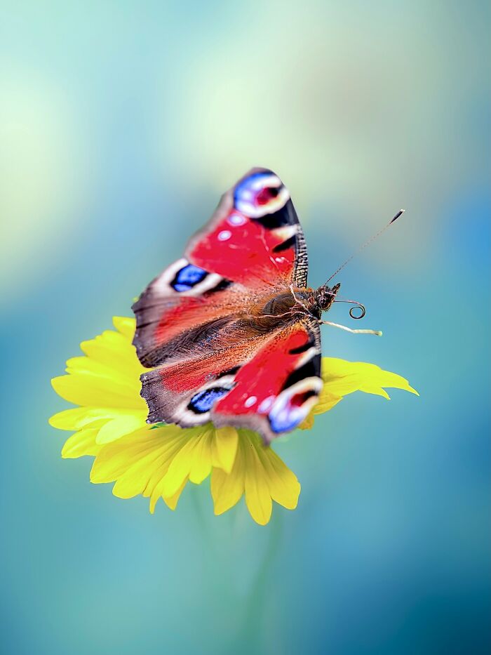 Photographyliss Macro Photo