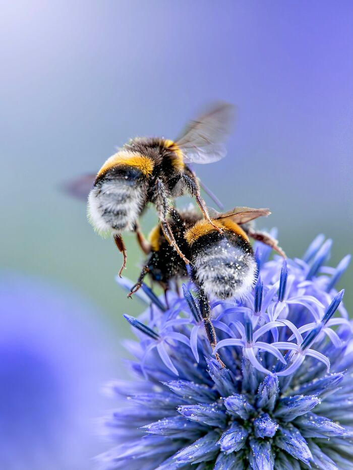 Photographyliss Macro Photo