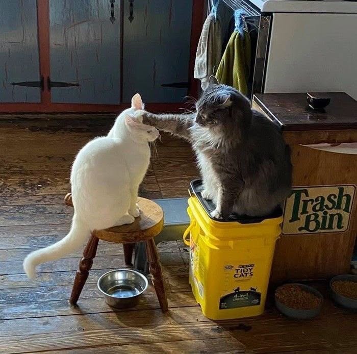 Two cats in a funny animal encounter; a white cat sits on a stool, and a gray cat sits on a trash bin, touching noses.