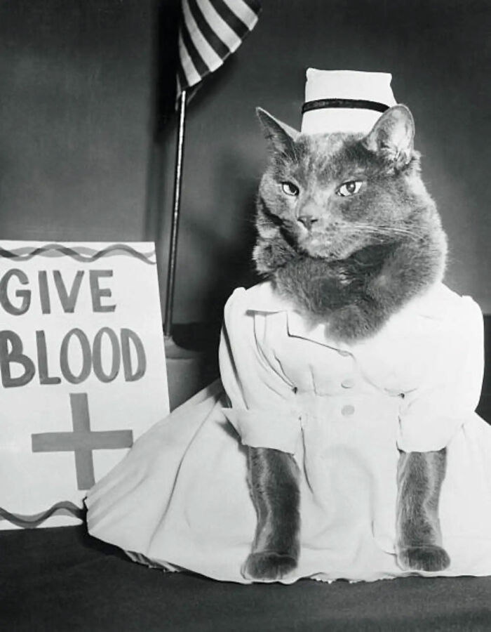 30 More Vintage Cat Photos That Prove Our Love For Cats Hasn't Changed In Over A Century