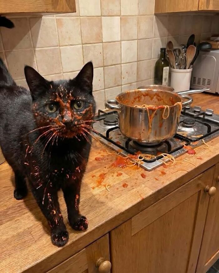 A black cat with a funny animal encounter, covered in spaghetti sauce next to a messy pot on the stove.