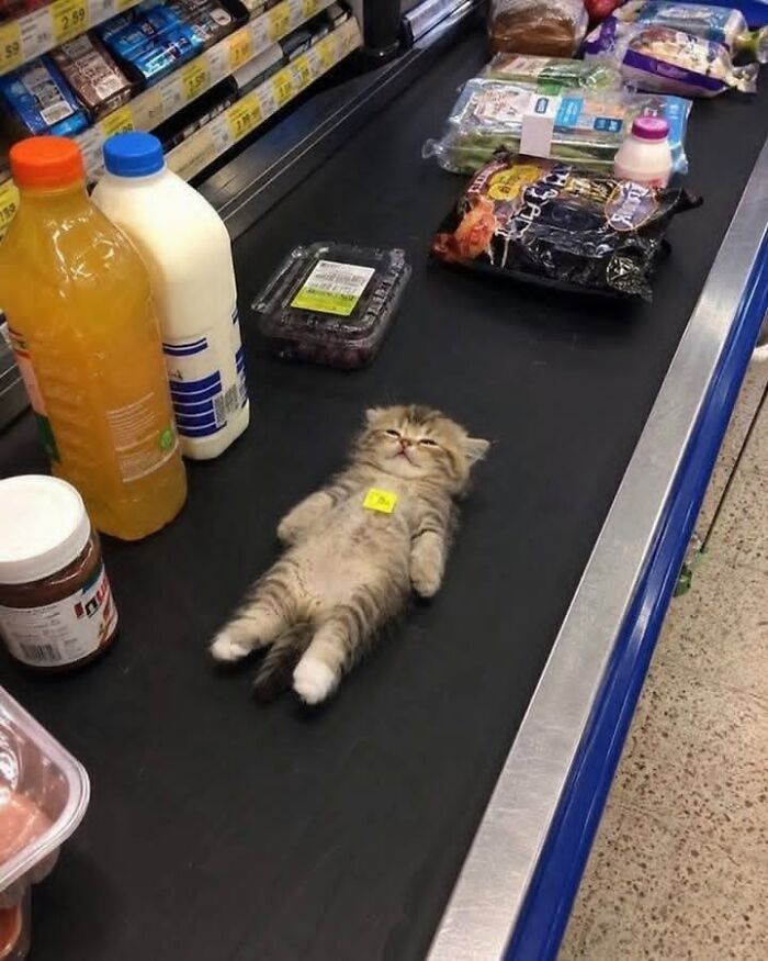 Funny animal encounter: a tiny kitten lying on a supermarket checkout conveyor belt among groceries.