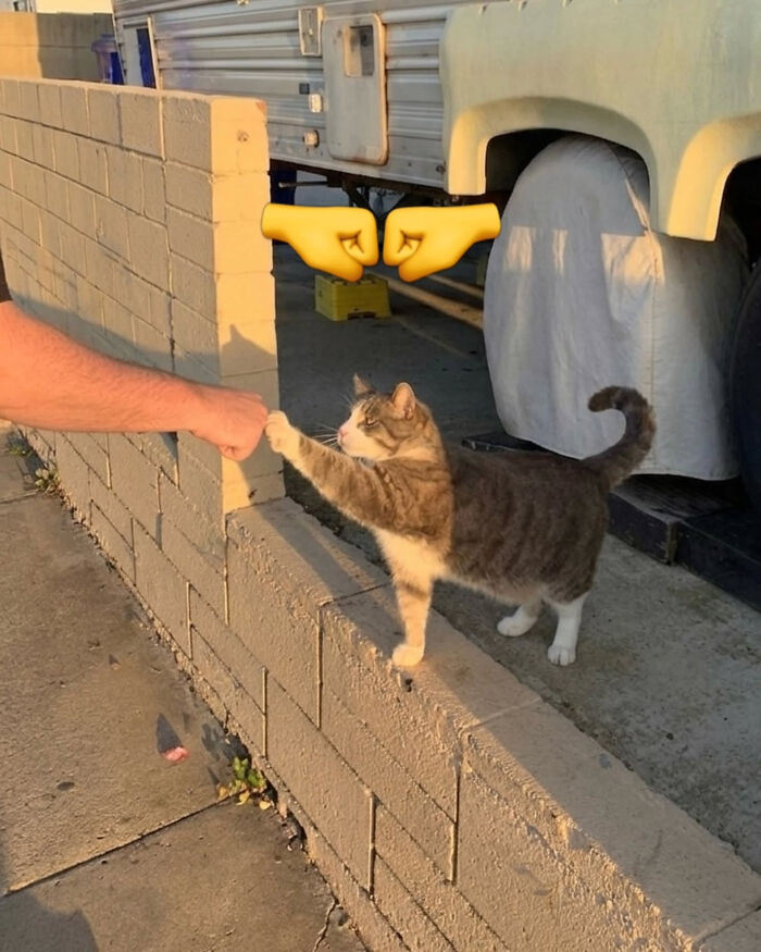 A high-five between a person and a gray and white cat on a brick wall, capturing a funny moment perfect for cat memes.