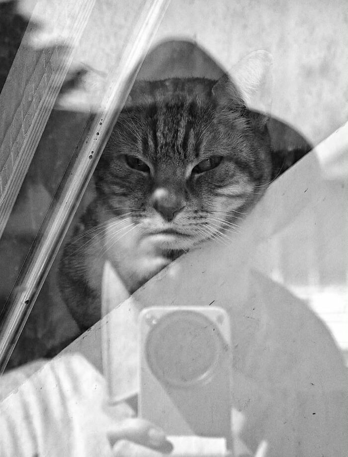 A photographer captures a funny moment of a grumpy cat reflecting in a window, with a phone selfie visible.