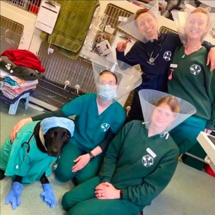 Photographers captured vets wearing cones like pets, with a dog in scrubs, a funny moment.