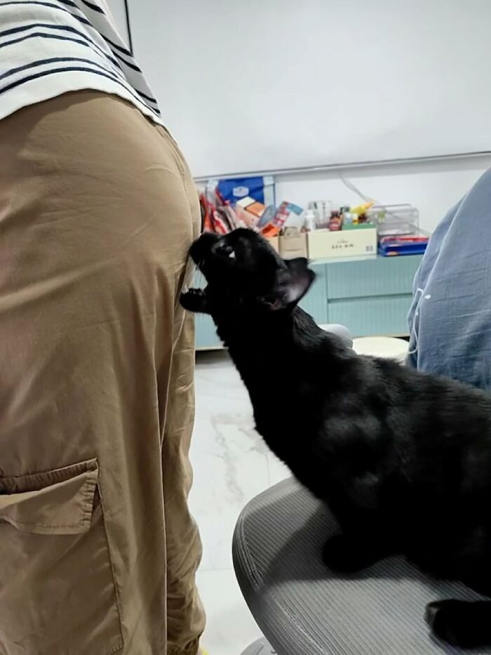 A photographer captures a funny moment of a black cat playfully biting a person's pants.