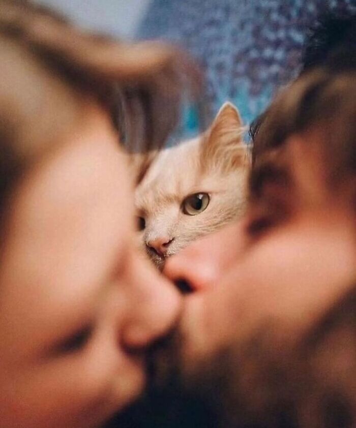 A funny moment captured by photographers, showing a cat peeking between two people kissing.