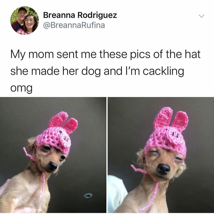 A small dog meme wearing a pink crocheted bunny hat, making a funny, squinting face in two frames.