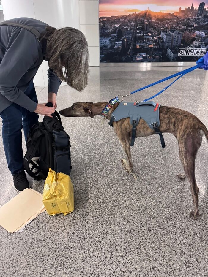 A rescued Spanish Galgo sniffs luggage with a photographer in the USA, turning its story into art. A rescued Spanish Galgo sniffs luggage with a photographer in the USA, turning its story into art.