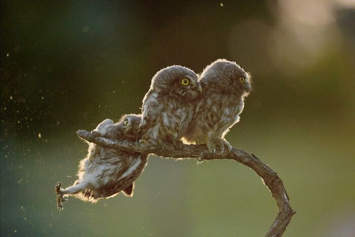 50 Perfectly Timed Animal Photos From This Online Collection That Are Almost Too Good To Be True